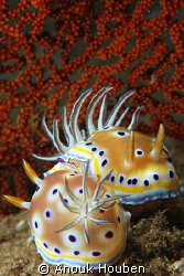 Couple of Chromodoris geminus. Picture taken on the secon... by Anouk Houben 